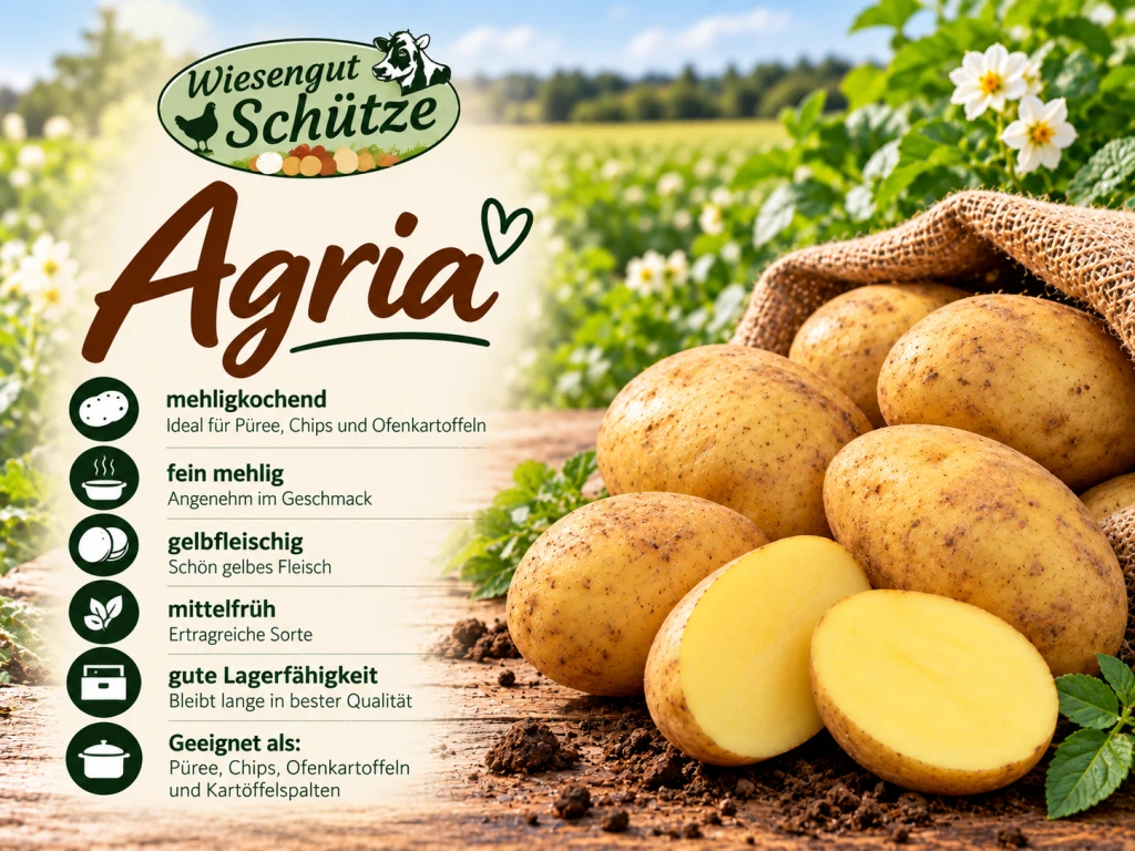 Agria 5kg – vorwiegend festkochend copy